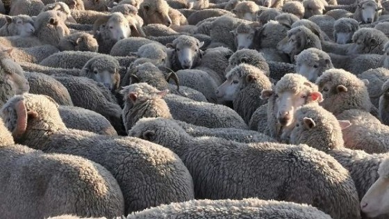 Rubro ovino: Momento clave para tomar decisiones  — Mercado Lanero — Dinámica Rural | El Espectador 810