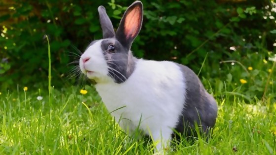 Mascotas no convencionales: el conejo — Tu mascota te quiere decir algo — Paren Todo | El Espectador 810