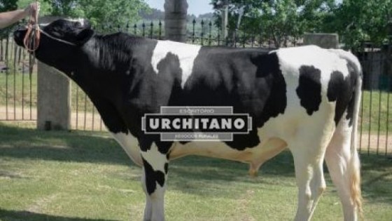 Es hoy: Urchitano vende Toros de ''San Alberto'' — Zafra — Dinámica Rural | El Espectador 810