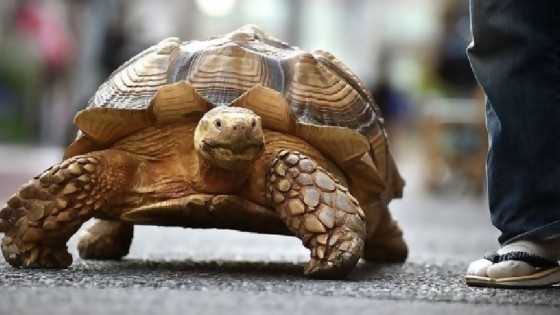 Se nos escapa la tortuga — De qué te reís: Diego Bello — Más Temprano Que Tarde | El Espectador 810