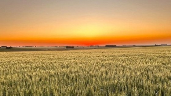 G. Carballal: ''Sembrar en seco puede salir bien, pero el agricultor queda vulnerable'' — Agricultura — Dinámica Rural | El Espectador 810
