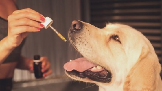 Aceite de cannabis en mascotas — Tu mascota te quiere decir algo — Paren Todo | El Espectador 810
