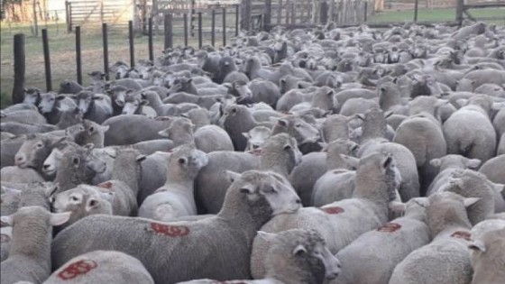 G. Bianchi: ''nadie avisó y hoy el productor ovino es el afectado'' — Mercado Lanero — Dinámica Rural | El Espectador 810
