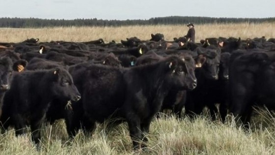 GBNR remata 3.000 vacunos  — Mercados — Dinámica Rural | El Espectador 810