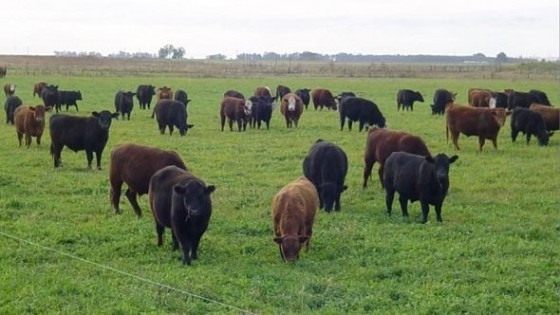 Walter Hugo Abelenda remata 35 toros hereford y angus de prestigiosas cabañas  — Zafra — Dinámica Rural | El Espectador 810
