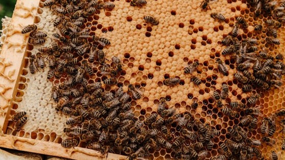 Ataque de abejas en Melo — La entrevista — Paren Todo | El Espectador 810