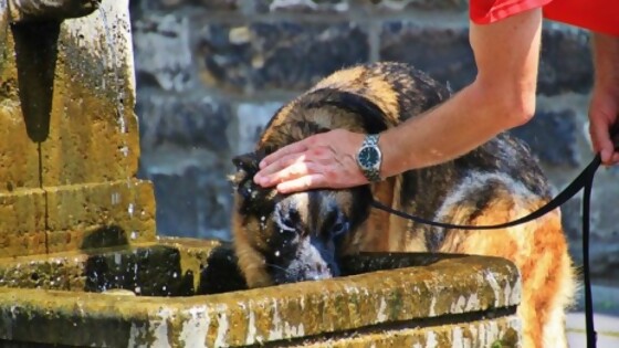 ¿Cómo combatir el calor en las mascotas? — Tu mascota te quiere decir algo — Paren Todo | El Espectador 810