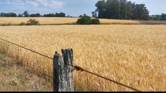 Avanza la trilla de invierno y la siembra de verano ''con buenas perspectivas'' — Agricultura — Dinámica Rural | El Espectador 810