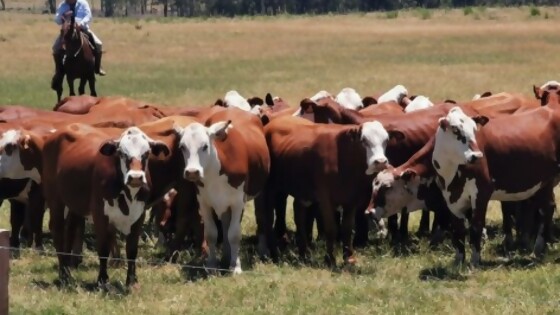 A. Scierra: ''las condiciones son muy buenas para reponer'' — Mercados — Dinámica Rural | El Espectador 810