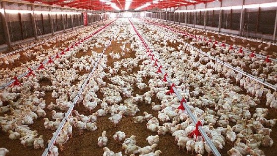 Preocupa ingreso de carne aviar de Brasil, que crece — Granja — Dinámica Rural | El Espectador 810