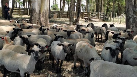 J. Bonino: ''Buena condición corporal predomina en el lanar'' — Ganadería — Dinámica Rural | El Espectador 810