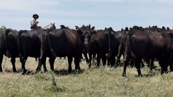 Se viene 7ª jornada, ''Los números de la ganadería'' — Investigación — Dinámica Rural | El Espectador 810
