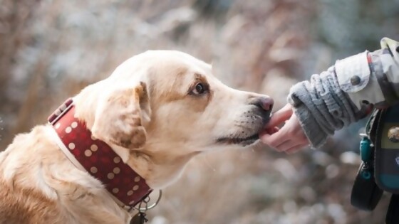 La eutanasia paliativa en nuestras mascotas — Tu mascota te quiere decir algo — Paren Todo | El Espectador 810