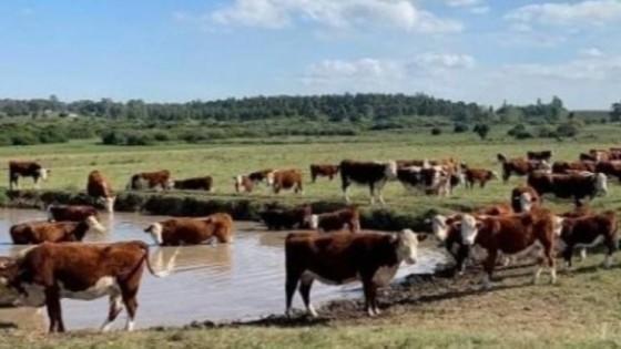 Pantalla Uruguay en Durazno remata volumen y calidad  — Mercados — Dinámica Rural | El Espectador 810