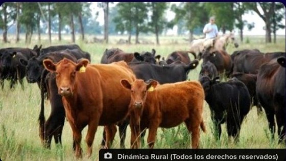 Vera: ''El año arrancó con muy poca oferta de ganado gordo y reposición'' — Ganadería — Dinámica Rural | El Espectador 810