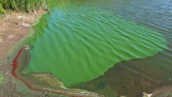 Agua, poca y en peligro: el Movimiento por un Uruguay Sustentable denuncia la presencia de cianobacterias en los cursos de agua en todo el territorio nacional — Qué tiene la tarde — Más Temprano Que Tarde | El Espectador 810
