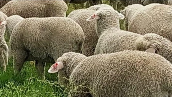 R. Normey: ''nuestra esencia es producir calidad en carne y lana, cuidando el ambiente'' — Investigación — Dinámica Rural | El Espectador 810