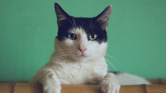 Los gatos también se vacunan — Tu mascota te quiere decir algo — Paren Todo | El Espectador 810