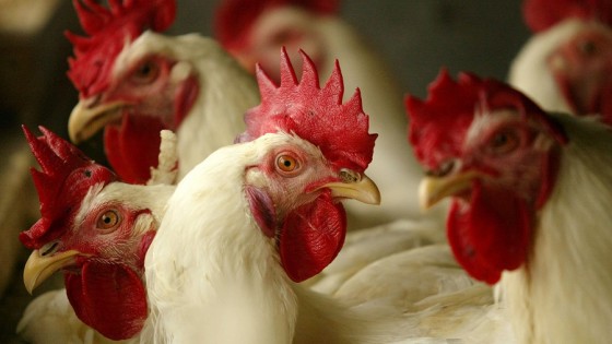 La gripe aviar se ha expandido en el mundo y “salta” de una especie a otra — La Entrevista — Más Temprano Que Tarde | El Espectador 810