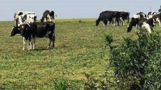 ''La actual sequía dejará consecuencias entre tres y cinco años'' — Lechería — Dinámica Rural | El Espectador 810
