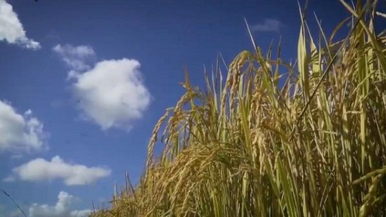 J. M. Silva: La zafra de arroz será buena en rendimientos, aunque con costos altos  — Agricultura — Dinámica Rural | El Espectador 810