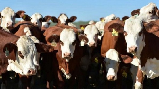 Bachino remata 750 vacunos en ''Don Ignacio'' — Mercados — Dinámica Rural | El Espectador 810