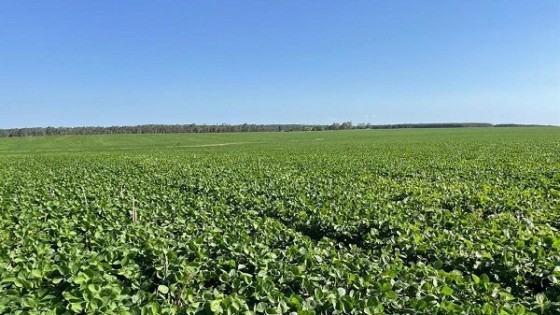 Simean: ''El potencial rendimiento en soja está por debajo de los 2000 kg'' — Cultivos de invierno — Dinámica Rural | El Espectador 810