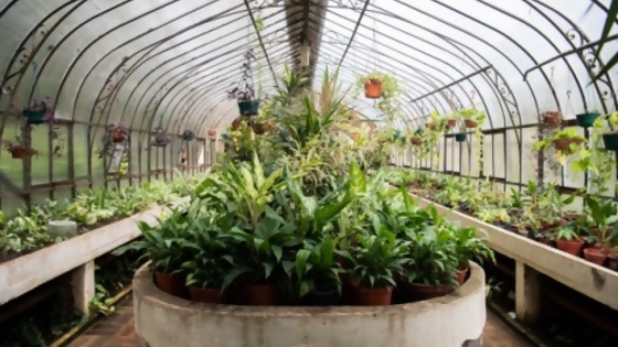 La Intendencia de Montevideo reinauguró el centenario invernáculo del Jardín Botánico tras su remodelación. — Qué tiene la tarde — Más Temprano Que Tarde | El Espectador 810