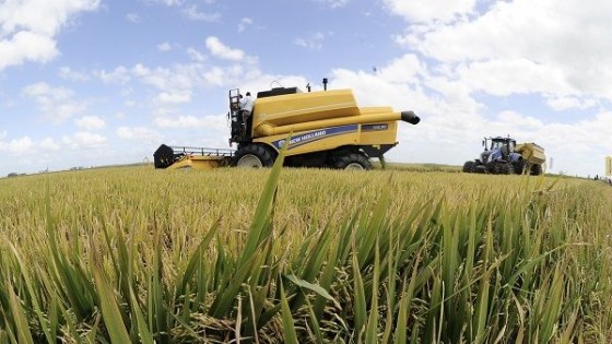 “La cosecha de arroz superará los 9000 de promedio” — Agricultura — Dinámica Rural | El Espectador 810