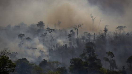 ¿Qué está pasando en la Amazonia? Causas concretas y simbólicas — Denise Mota — No Toquen Nada | El Espectador 810