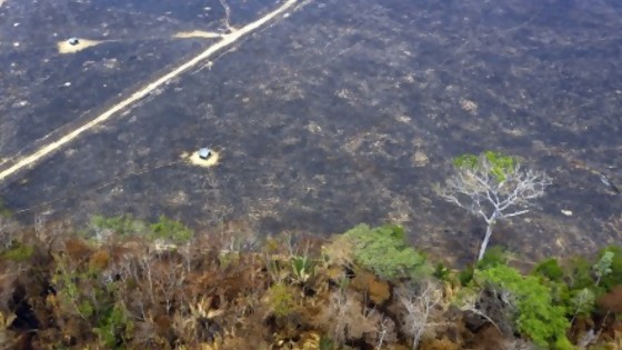 Amazonía: mucho humo y pocas nueces — GPS Activado — Más Temprano Que Tarde | El Espectador 810