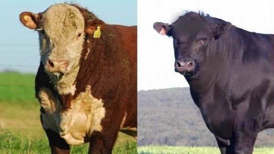 Hasta el momento se han comercializado unos 1.400 toros, con un promedio del orden de los 3.500 dólares — Ganadería — Dinámica Rural | El Espectador 810