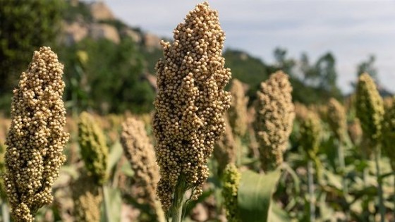 Prolesa extiende su plan fertilizantes 2019 — Lechería — Dinámica Rural | El Espectador 810