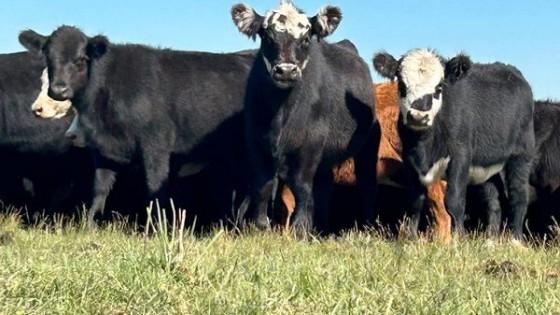 Marcos Russo: es un buen momento como para hacerse de algún ganado — Mercados — Dinámica Rural | El Espectador 810