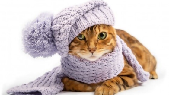 ¿Qué enfermedades pueden afectar a tu gato en invierno? — Tu mascota te quiere decir algo — Paren Todo | El Espectador 810