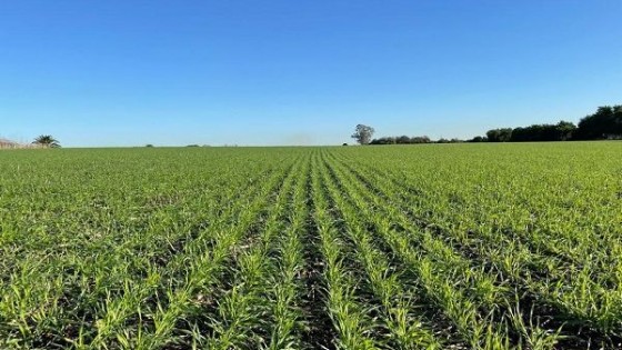 Alexis González: expectativas en cultivos de invierno después de “una cosecha muy mala” — Agricultura — Dinámica Rural | El Espectador 810