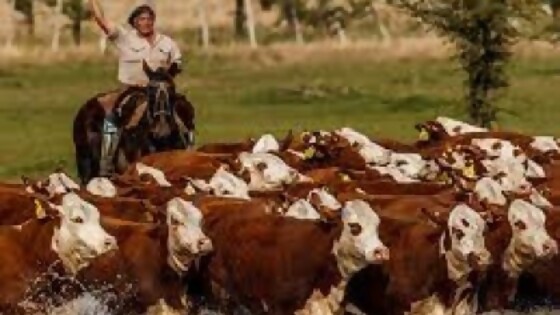 Argentina: “el criador es el que está más complicado”, dijo Santangelo  — Ganadería — Dinámica Rural | El Espectador 810