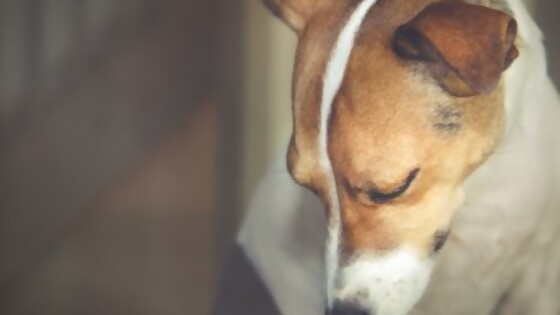 Patologías articulares en perros — Tu mascota te quiere decir algo — Paren Todo | El Espectador 810