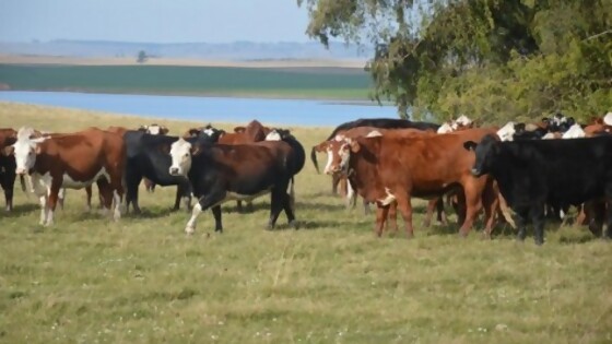 Jornada de INIA en establecimiento agrícola ganadero de 8.500 ha con foco en cruzamientos — Investigación — Dinámica Rural | El Espectador 810