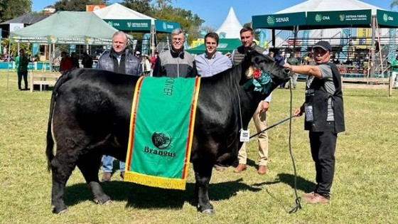 Brangus en Esteio: gran campeón y reservado son “máquinas de carne”, dijo Orodá — Exposiciones — Dinámica Rural | El Espectador 810