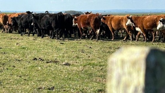 Otto Fernández: las condiciones para echarle kilos al ganado vienen siendo favorables — Ganadería — Dinámica Rural | El Espectador 810