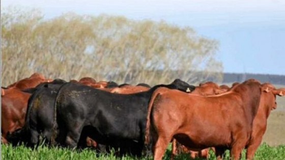 Pablo Bove: “es imponente la demanda de toros que hay” — Zafra — Dinámica Rural | El Espectador 810