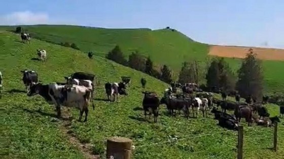 NZ: lo diferentes sistemas y la disconformidad de los productores por el precio de la leche — Lechería — Dinámica Rural | El Espectador 810