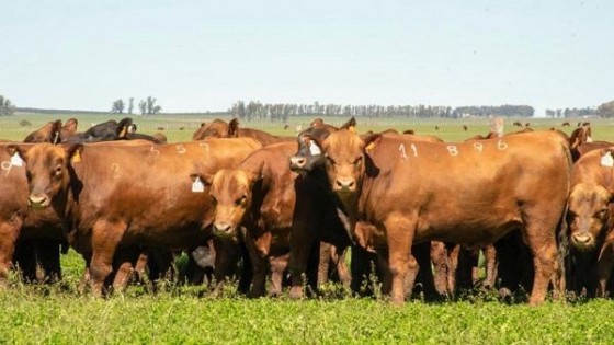 La Empastada remata 60 toros que apuntan “a una ganadería lo más eficiente posible” — Zafra — Dinámica Rural | El Espectador 810