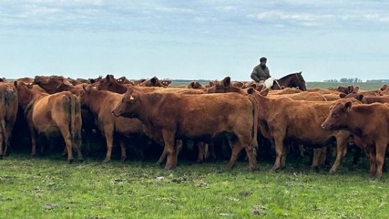 Otto Fernández remata lanares, vacunos y yeguarizos en Parada Fariña  — Zafra — Dinámica Rural | El Espectador 810