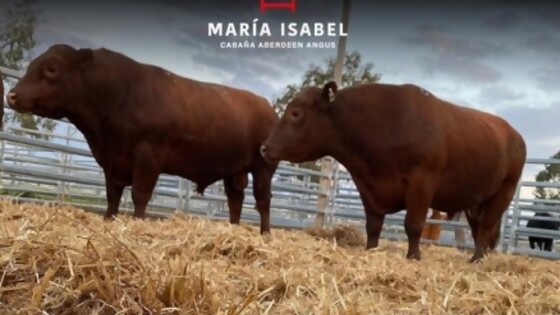 Luis María dos Santos: el ganado bueno se obtiene invirtiendo en genética buena — Ganadería — Dinámica Rural | El Espectador 810