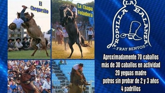 70 caballos componen la oferta por liquidación total de Tropilla La Balanza — Mercados — Dinámica Rural | El Espectador 810
