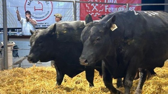 Avidez por los toros María Isabel, que colocó el 100% de la oferta — Zafra — Dinámica Rural | El Espectador 810