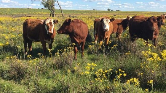 Martín Jaurena: el campo natural es nuestro patrimonio ecológico y productivo — Investigación — Dinámica Rural | El Espectador 810