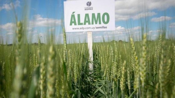 ADP: Álamo y realidad aumentada en la inauguración de la cosecha de trigo — Agricultura — Dinámica Rural | El Espectador 810